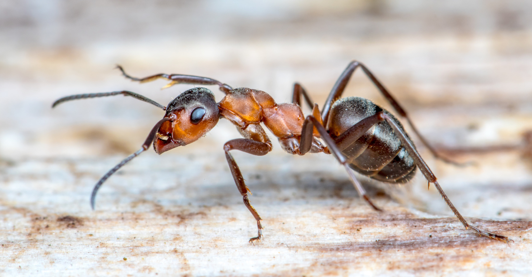 Éradication des fourmis par Osky Djibouti